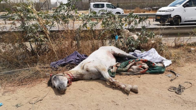 סוסים מתים בצדי הכביש