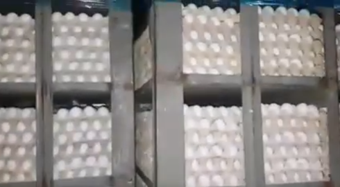 הביצים שנתפסו בתוך המשאית. צילום: מועצת הלול