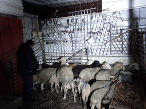 הכבשים בראמה. צילום: דוברות משטרת ישראל